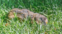 Image of Northeast african mole rat