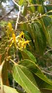 Image de Grewia lavanalensis Baill.