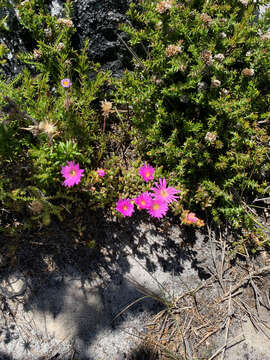 Image of Oscularia falciformis (Haw.) H. E. K. Hartm.