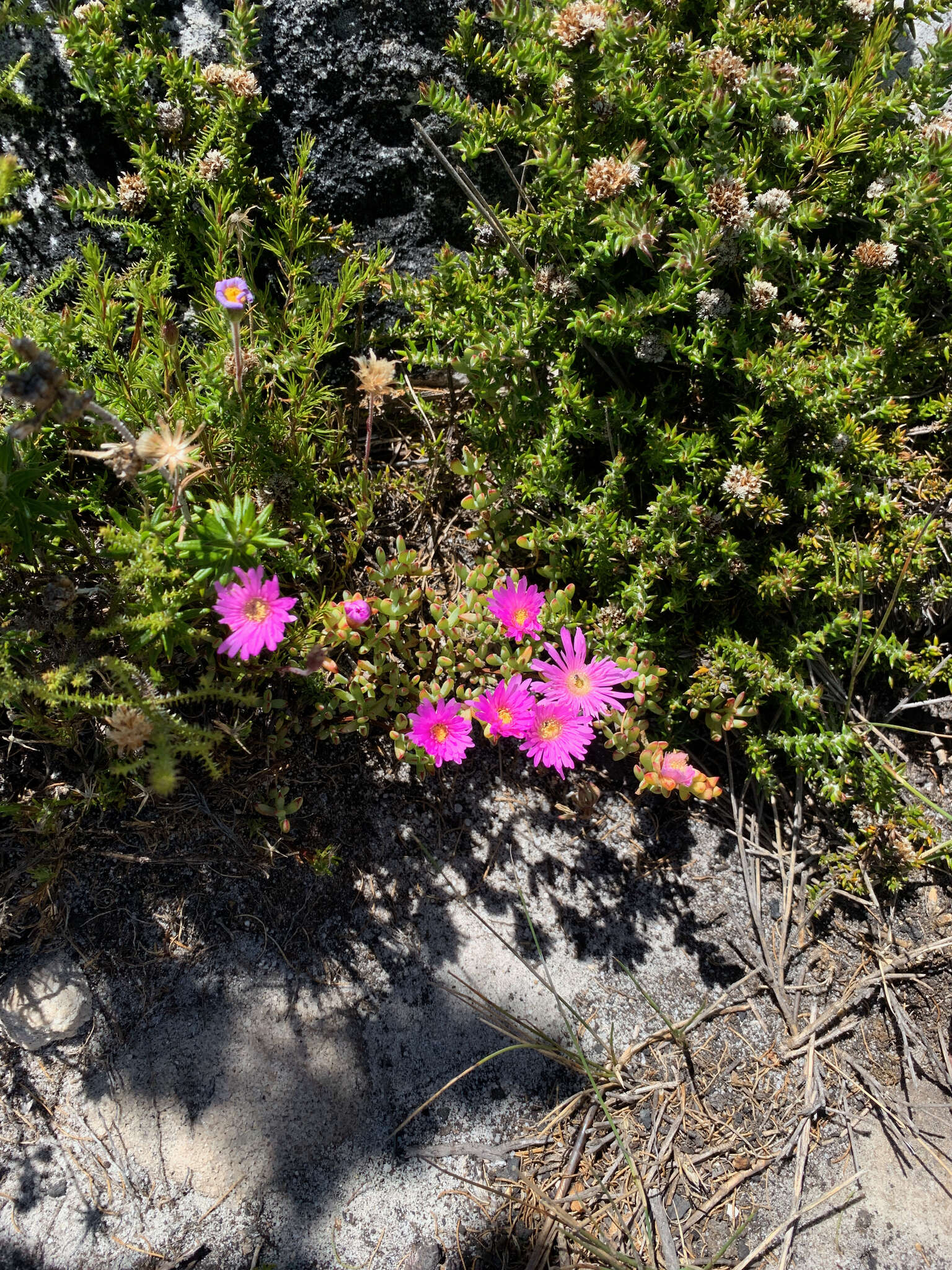 Imagem de Oscularia falciformis (Haw.) H. E. K. Hartm.