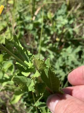 Image of Texas greeneyes