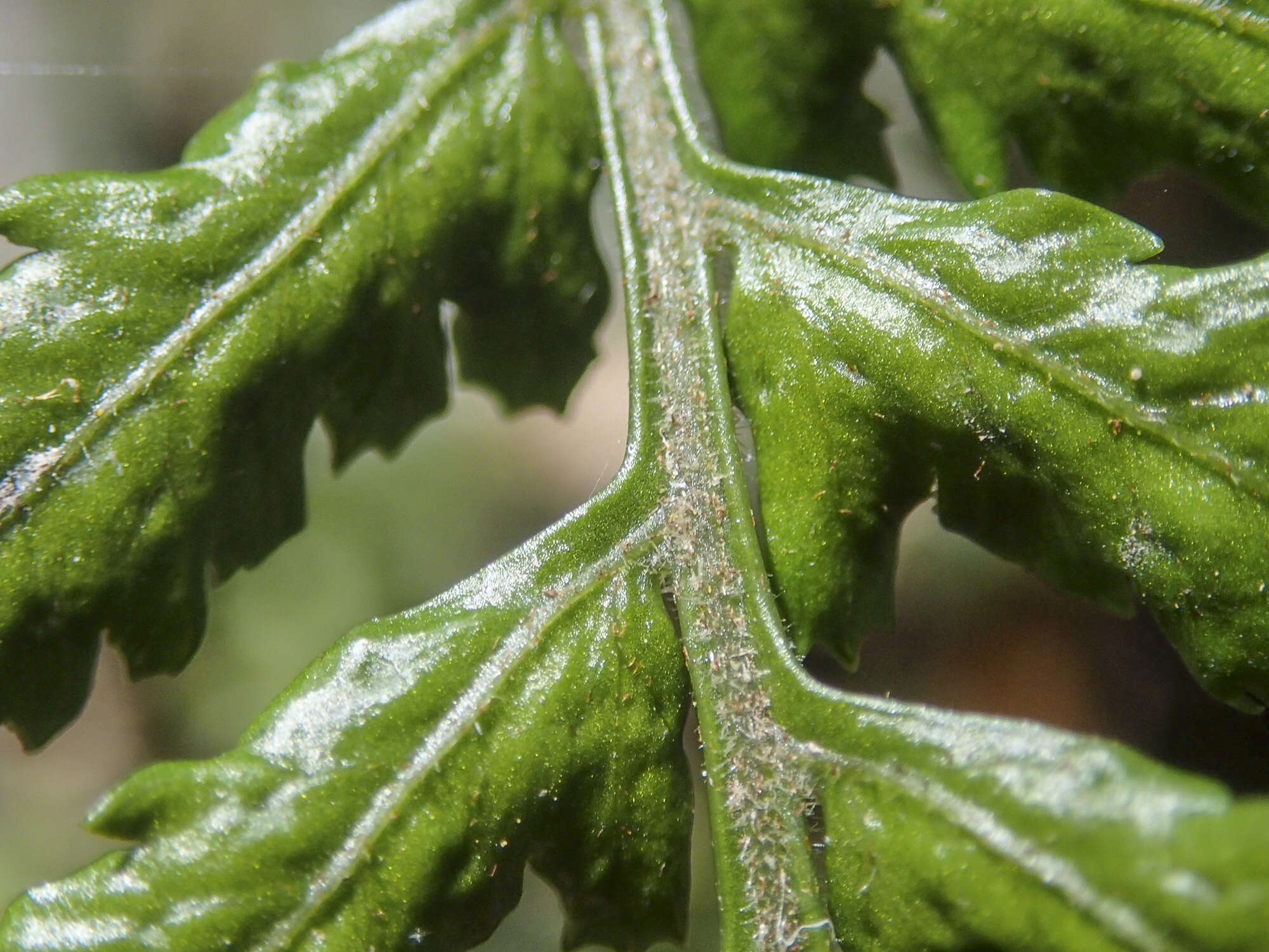 Parapolystichum acuminatum (Houlston) Labiak, Sundue & R. C. Moran的圖片