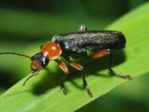 Image of Cantharis pellucida Fabricius 1792