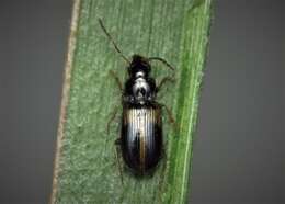 Image of Carabidae