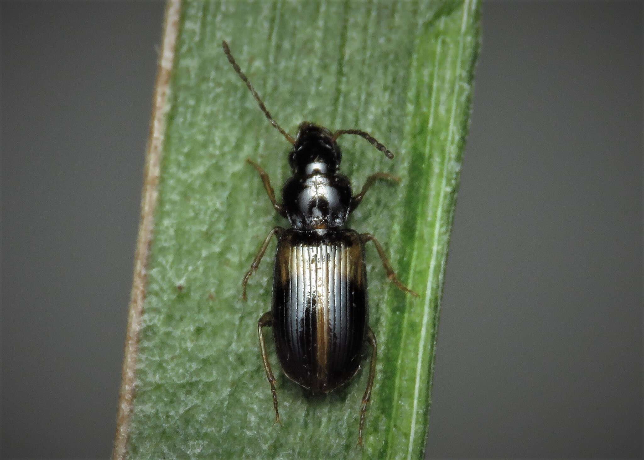 Image of Carabidae