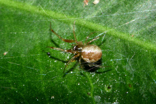 صورة Anelosimus crassipes (Bösenberg & Strand 1906)