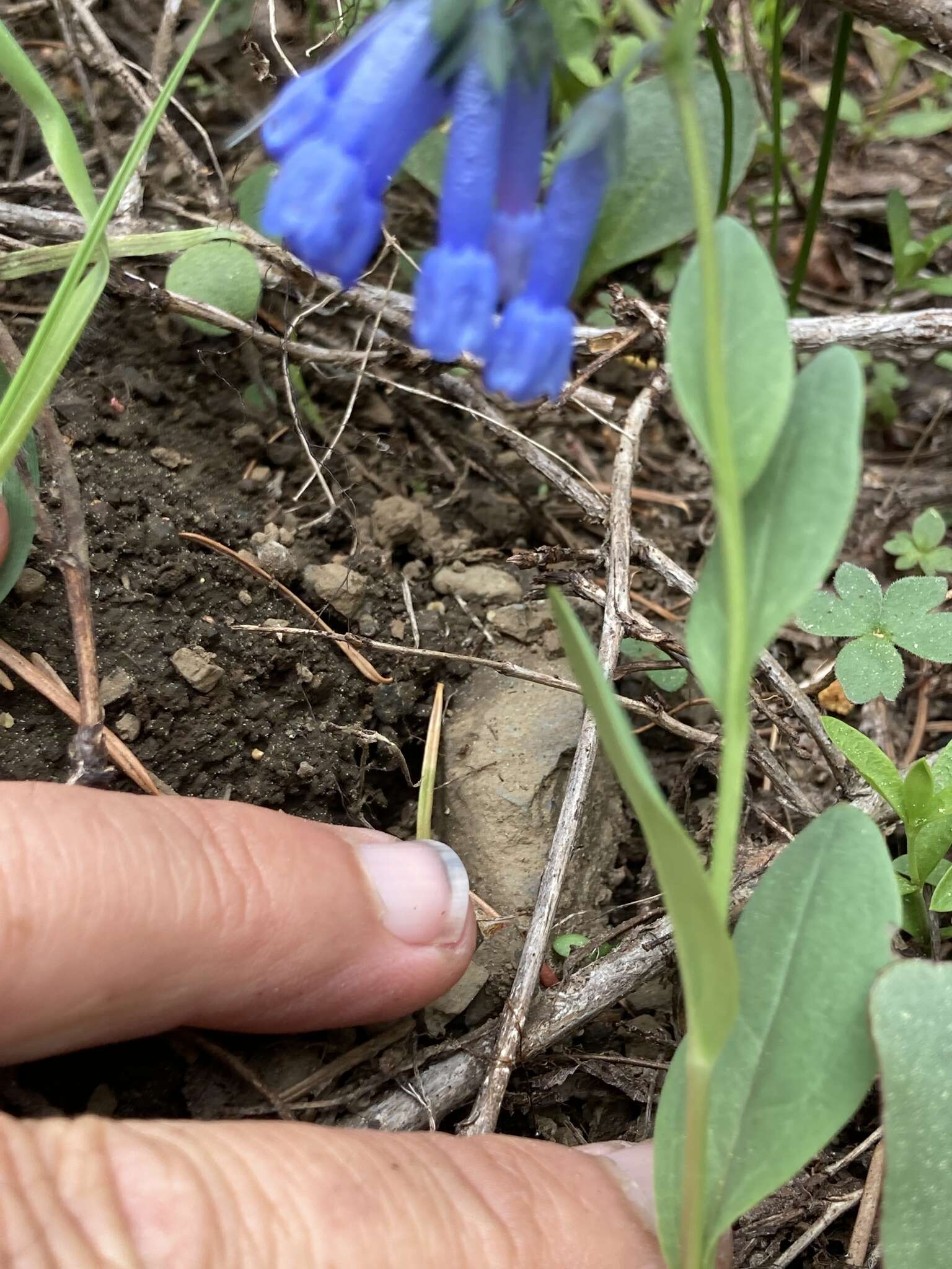 Mertensia longiflora Greene resmi