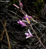 Image of Bletia parkinsonii Hook.