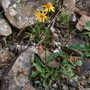 Image of Tephroseris integrifolia subsp. tundricola (Tolm.) B. Nord.