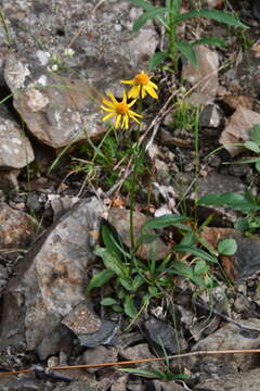 Image of Tephroseris integrifolia subsp. tundricola (Tolm.) B. Nord.