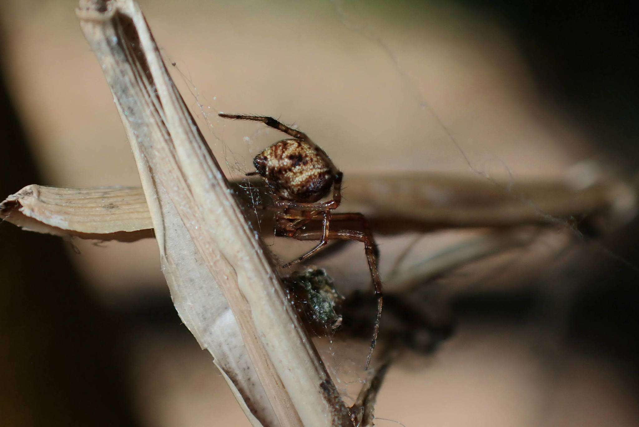 Image of Parasteatoda cingulata (Zhu 1998)