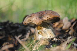 Image of Liver Bolete