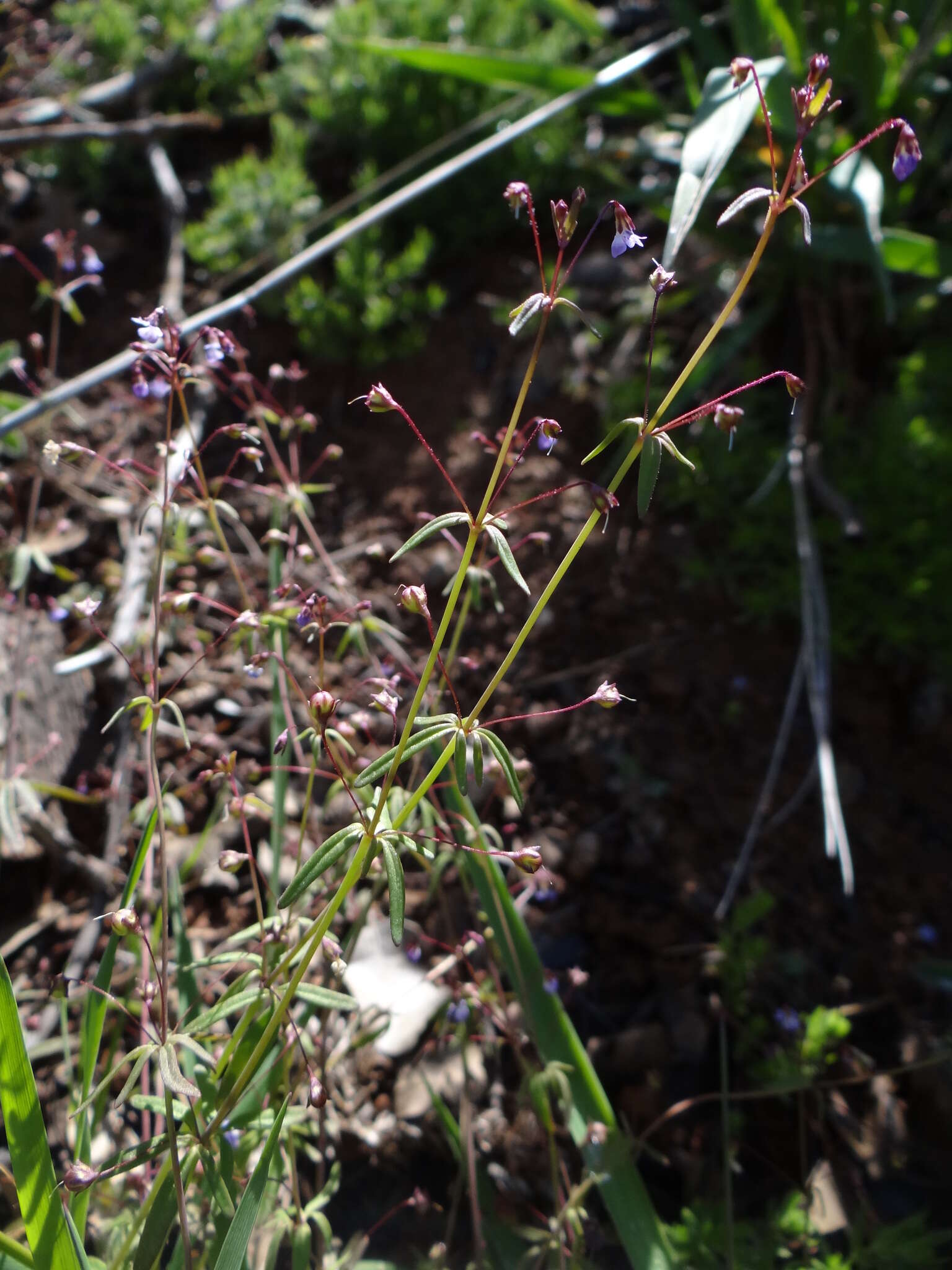 Image of Small-flower Tonella