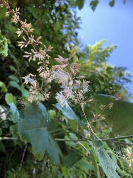 Image of macleaya