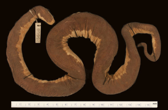 Image of <i>Acrochordus granulatus</i> ssp. <i>luzonensis</i>