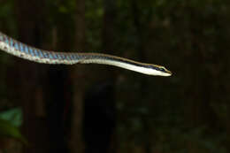 Image of Dendrelaphis ashoki Vogel & Van Rooijen 2011