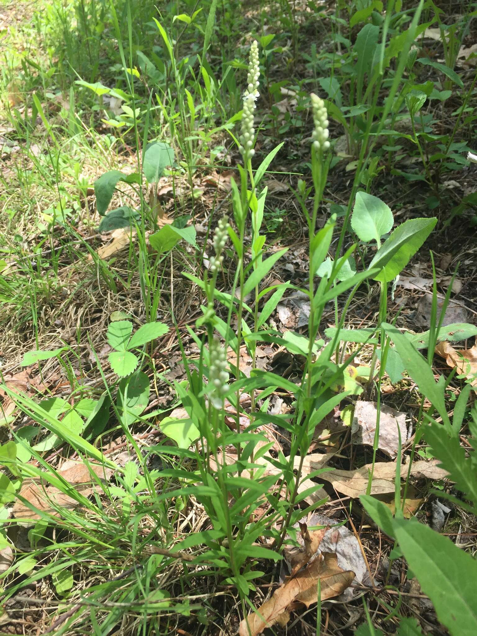 Image of Seneca snakeroot