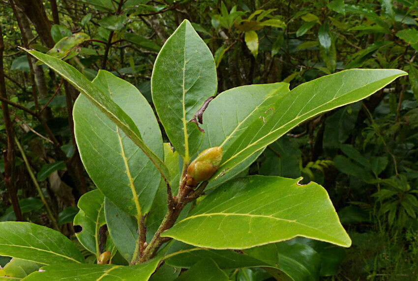 Image of Azores laurel