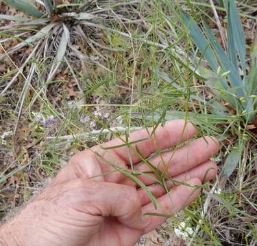 Image of narrowleaf Indian breadroot