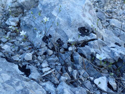 Image of Arenaria provincialis Chater & Halliday