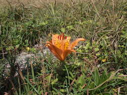 Image of Lilium maculatum Thunb.