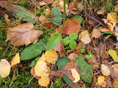 Image of Hieracium murorum subsp. murorum