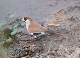 Image of Poephila personata leucotis Gould 1847