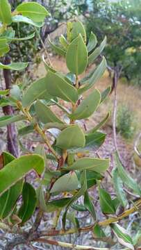 Image of Agarista buxifolia (Lam.) G. Don