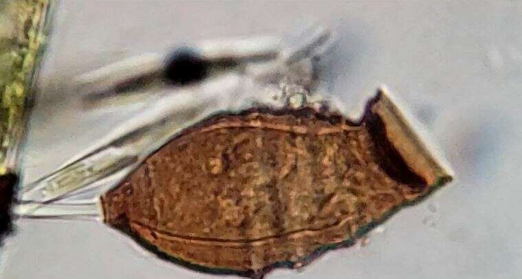 Image of Pyxicola pusilla Kent 1882