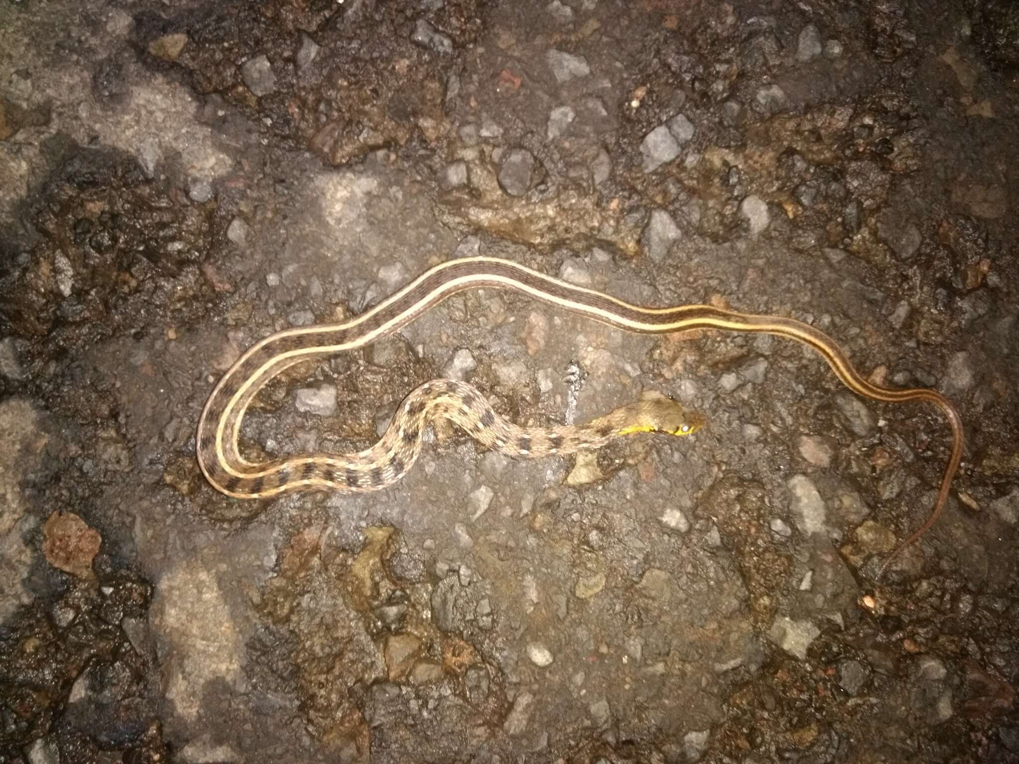 Image of buff striped keelback