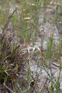 Image of Coastal white spider orchid