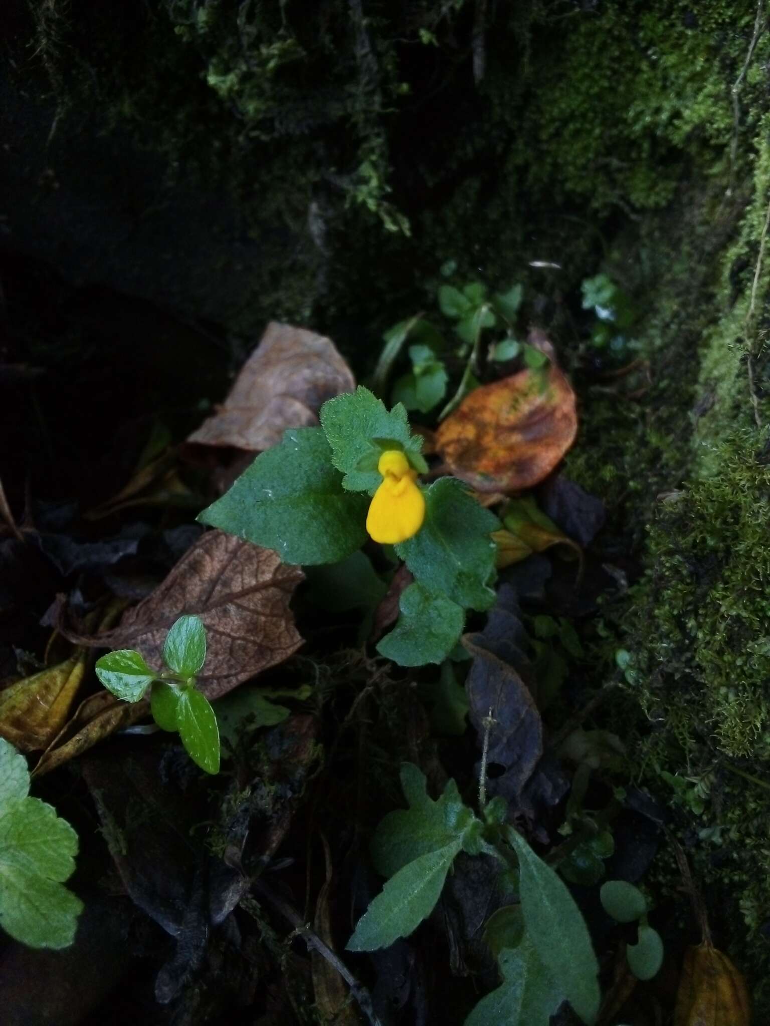 Image of Calceolaria mexicana Benth.