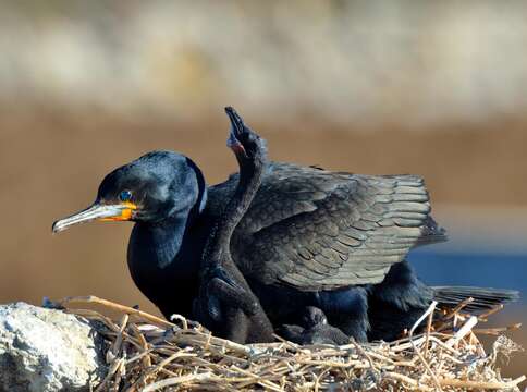 Phalacrocorax capensis (Sparrman 1788) resmi