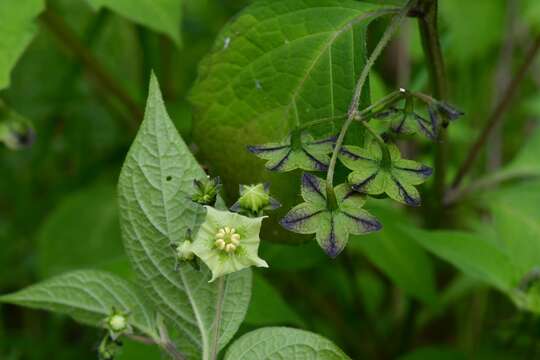 Image of creeping false holly