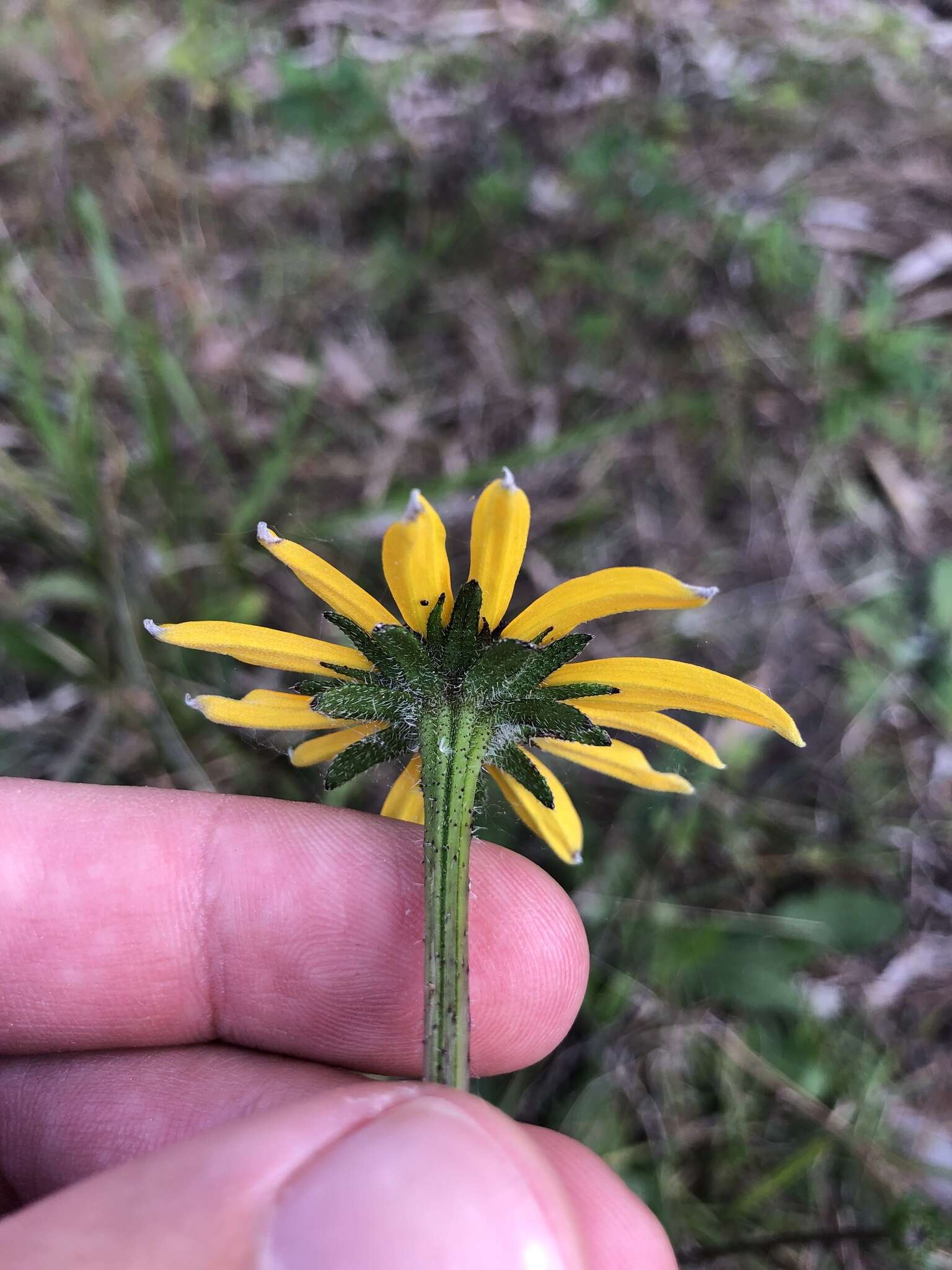 Image of blackeyed Susan