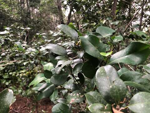 Image of Croton acronychioides F. Muell.