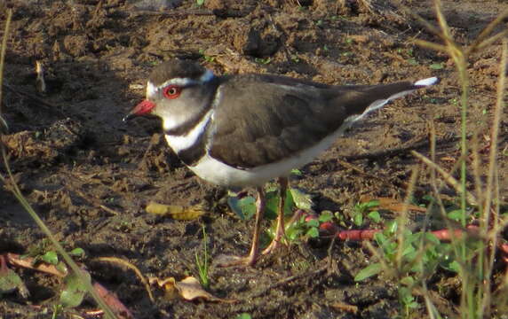 Слика од Charadrius tricollaris Vieillot 1818