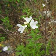 Image of Texas manjack