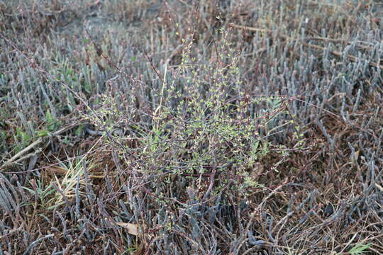 Image of Plagianthus divaricatus Forst.