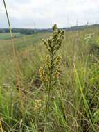 Imagem de Lespedeza leptostachya A. Gray