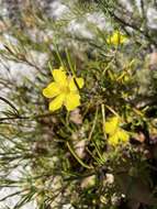 Image of Hibbertia huegelii (Endl.) F. Müll.