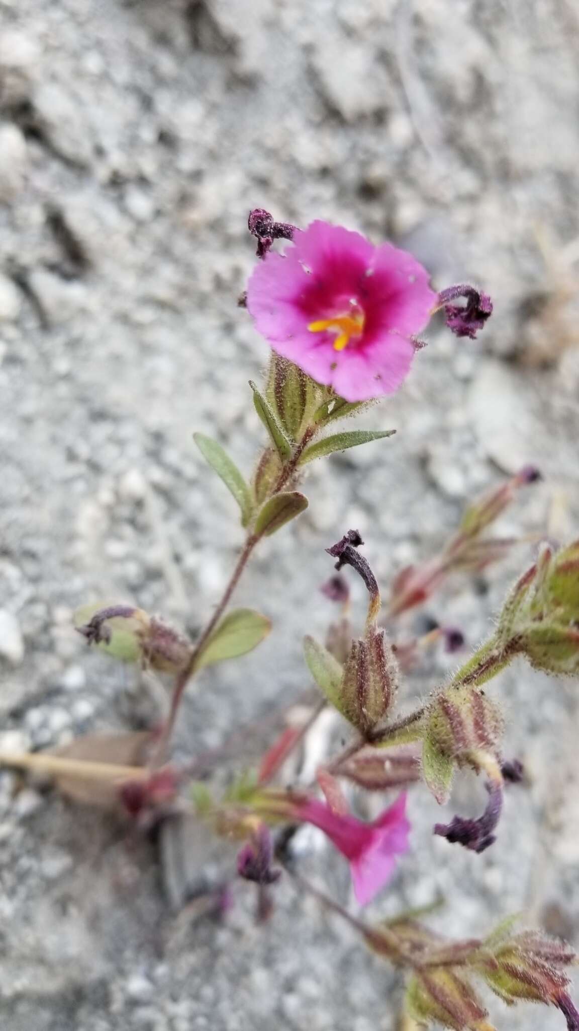 Image of Fremont's monkeyflower