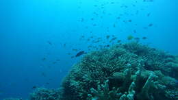 Image of Big long-nosed Butterflyfish