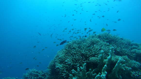 Image of Big long-nosed Butterflyfish