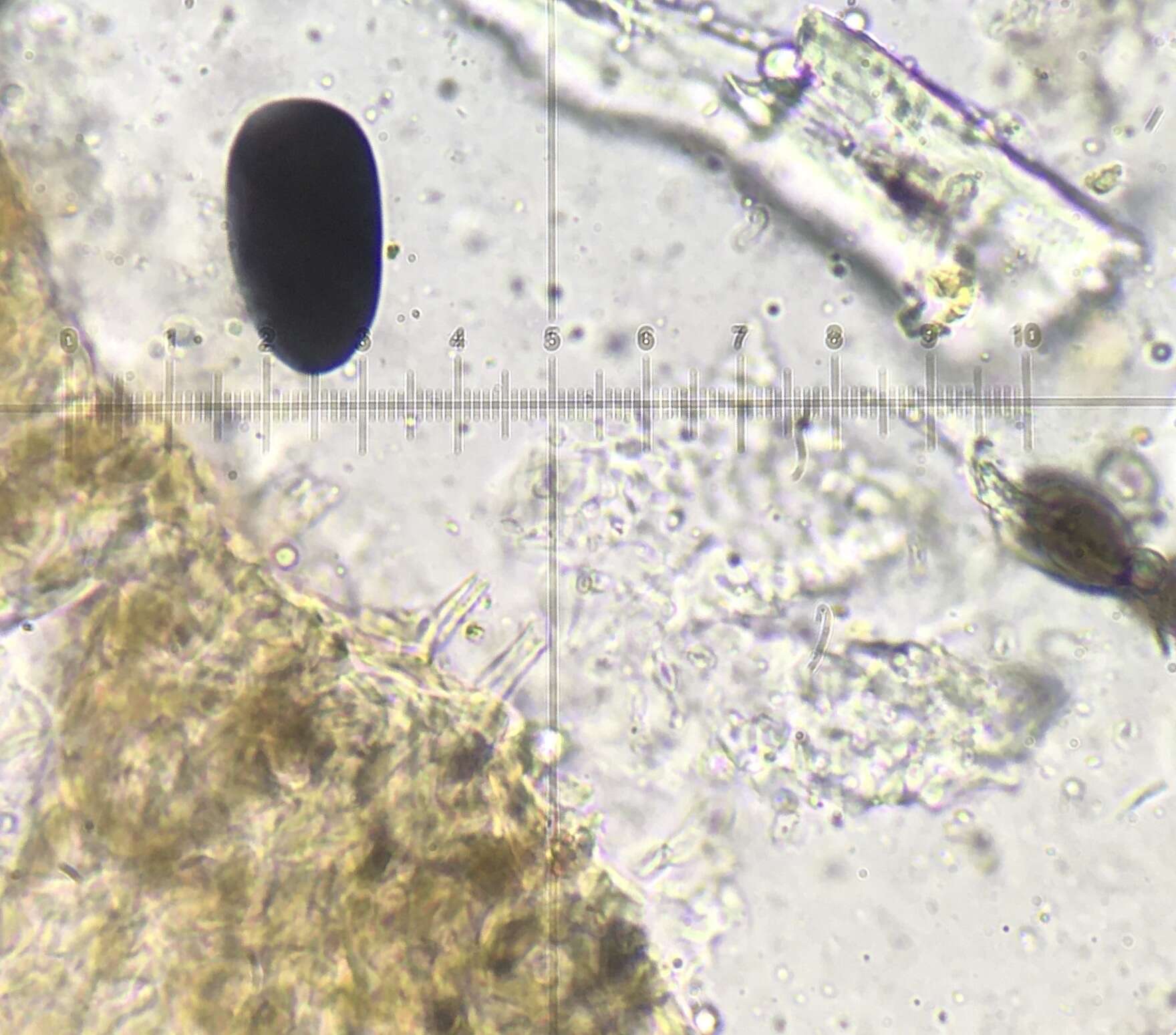 Image of Preussia longisporopsis (S. I. Ahmed & Cain) Kruys 2009