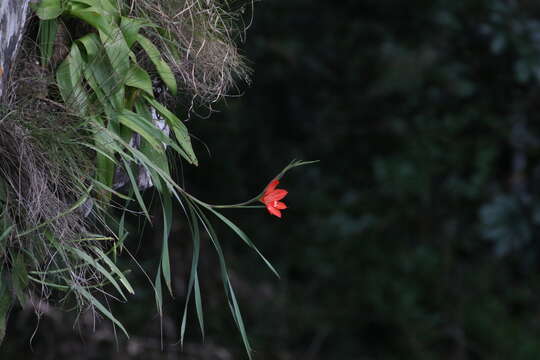 Слика од Gladiolus cruentus T. Moore