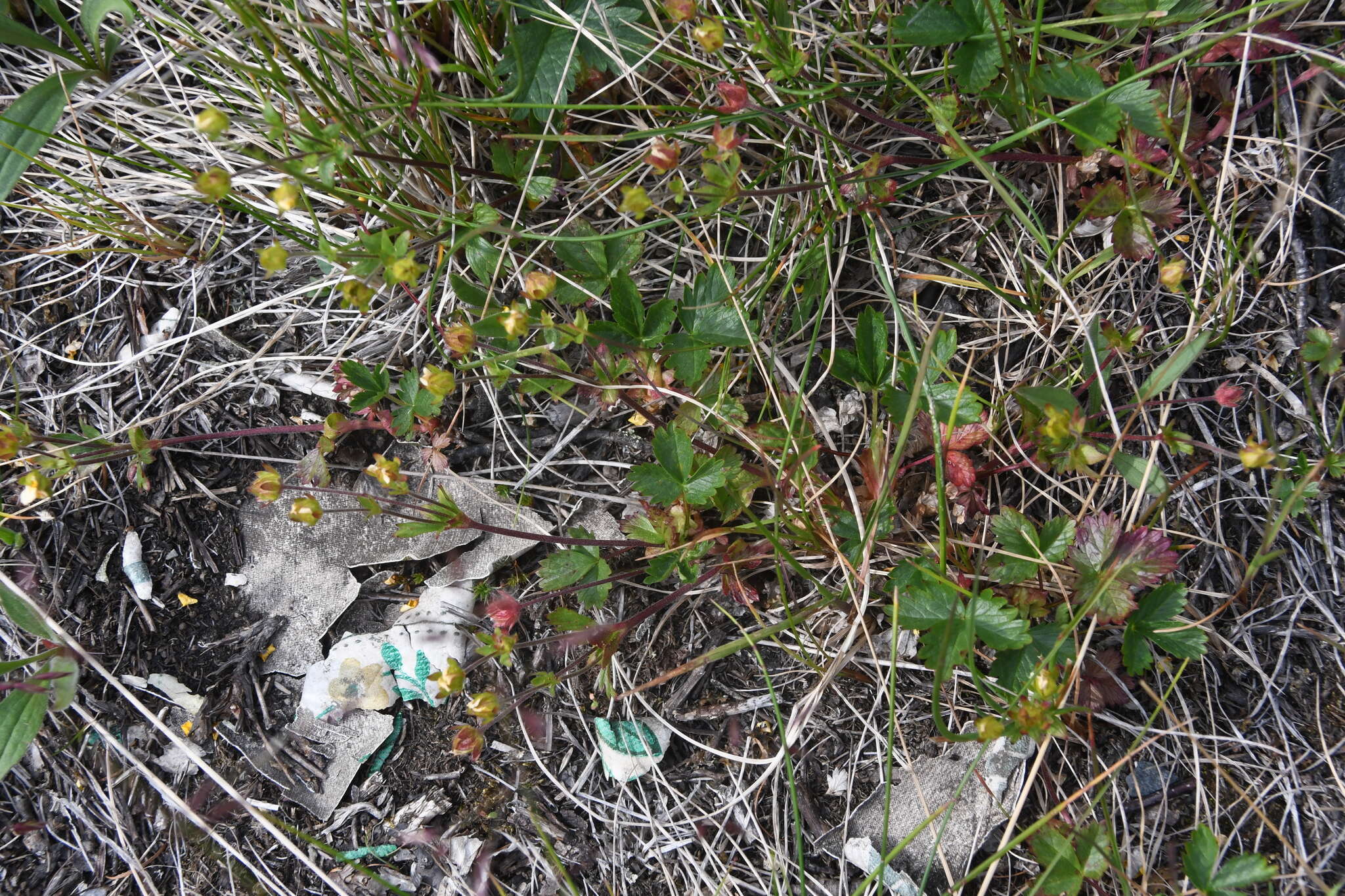 Image of Potentilla crantzii subsp. gelida (C. A. Mey.) J. Soják