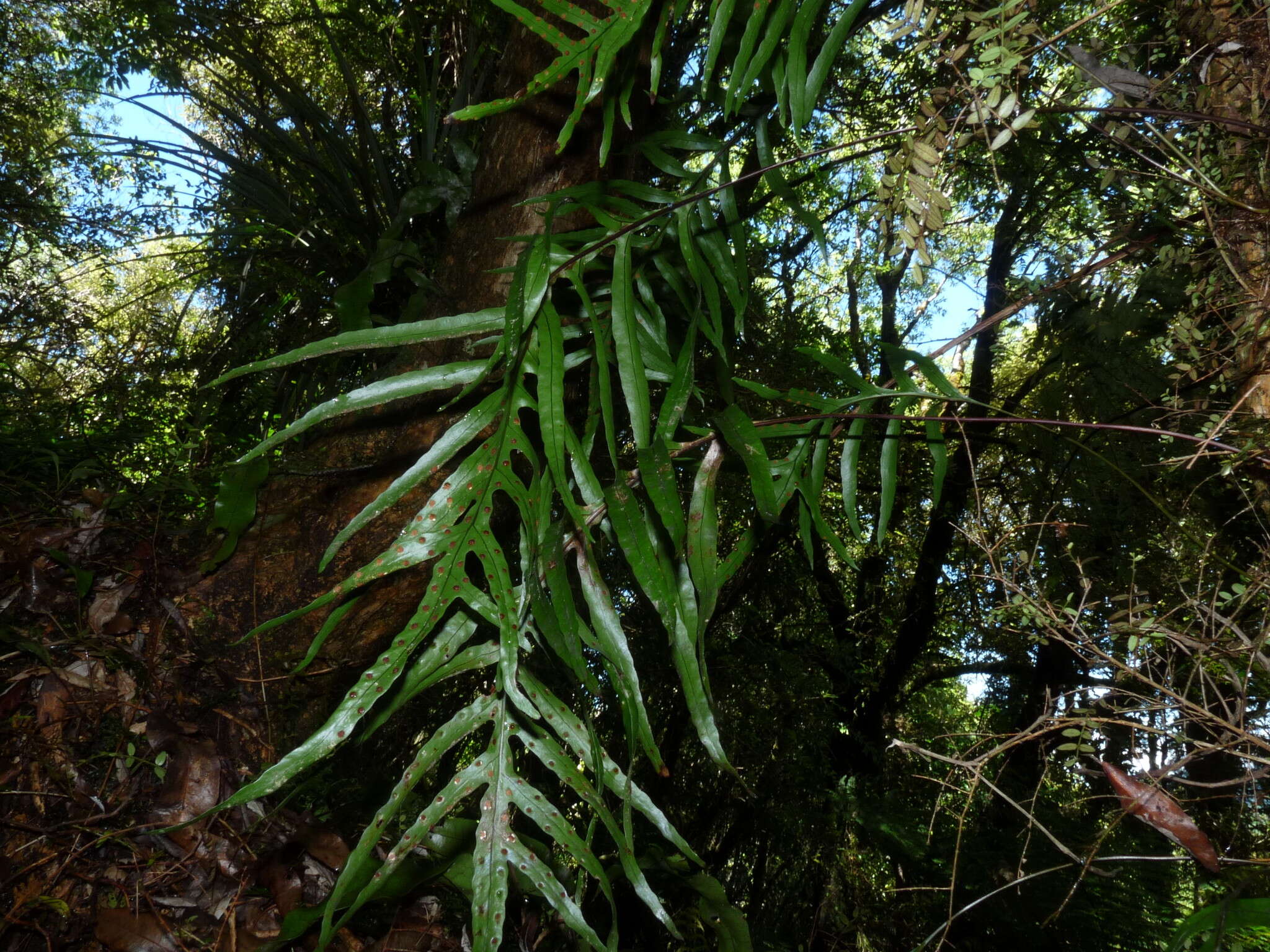 Image of Phymatosorus novae-zealandiae (Bak.) Pic. Serm.