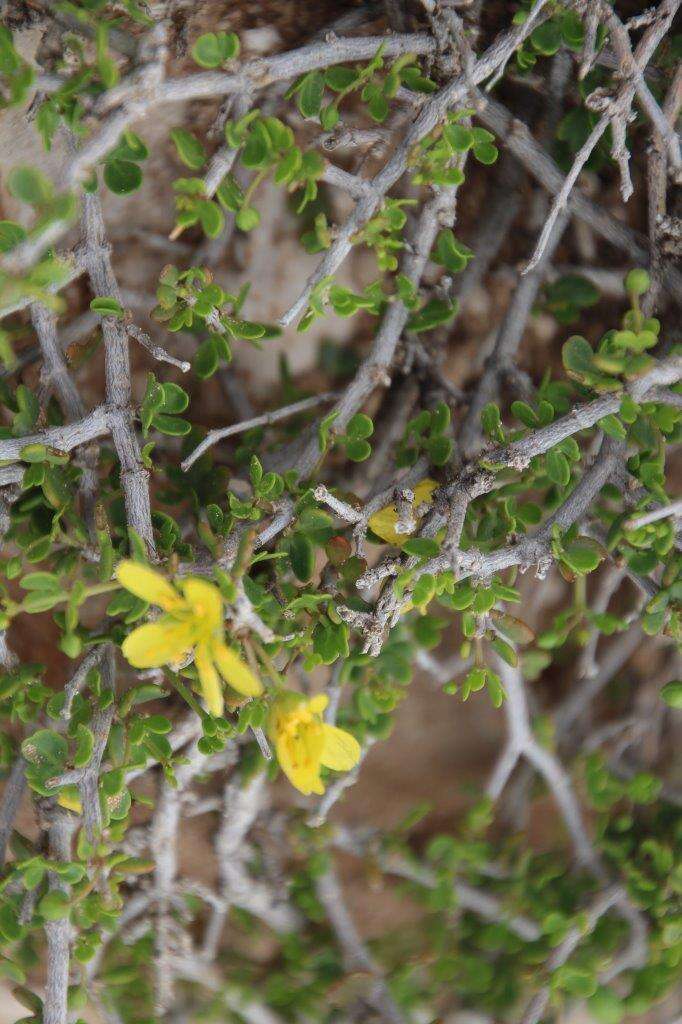 Image of Roepera lichtensteiniana (Cham.) Beier & Thulin