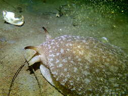 Pleurobranchaea californica MacFarland 1966 resmi